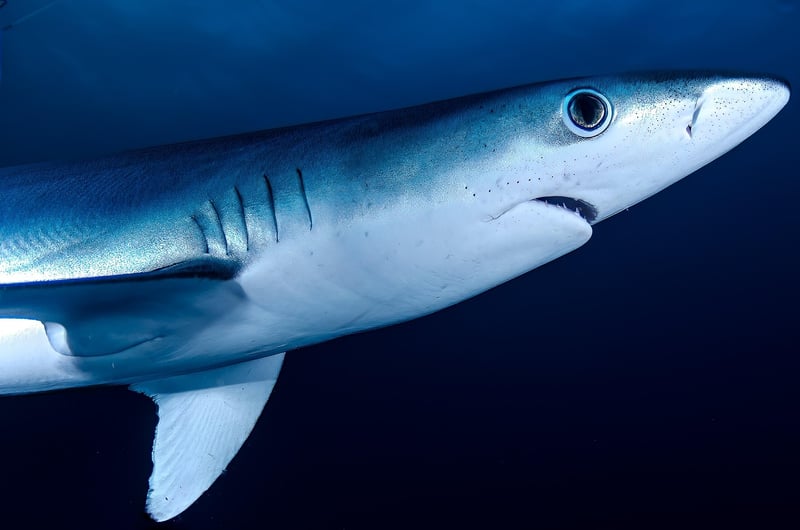 Shark Cage Diving in Gansbaai